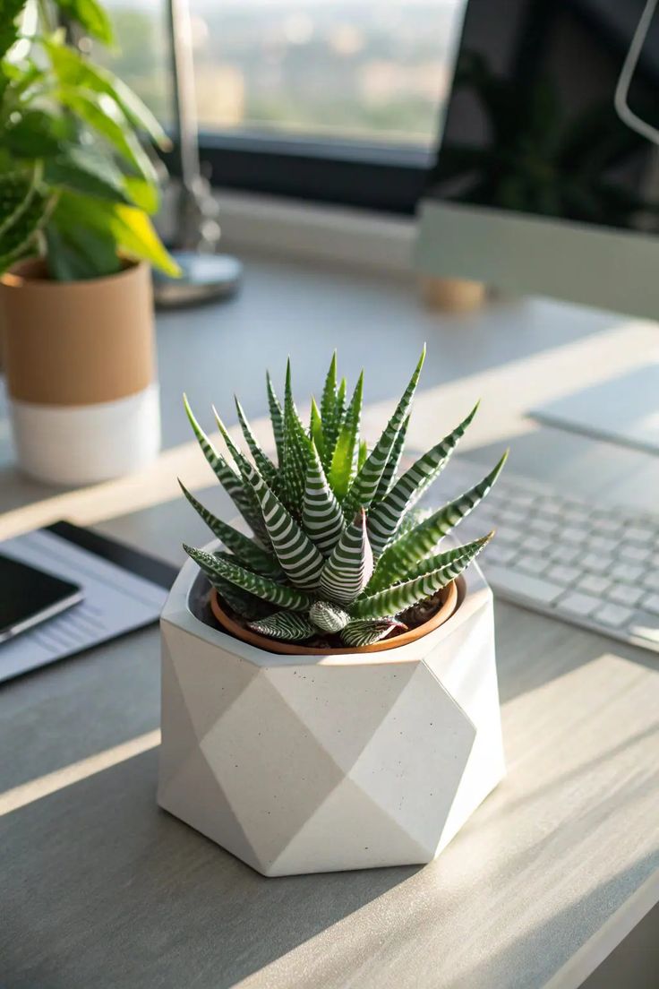 Mini Succulent Plants