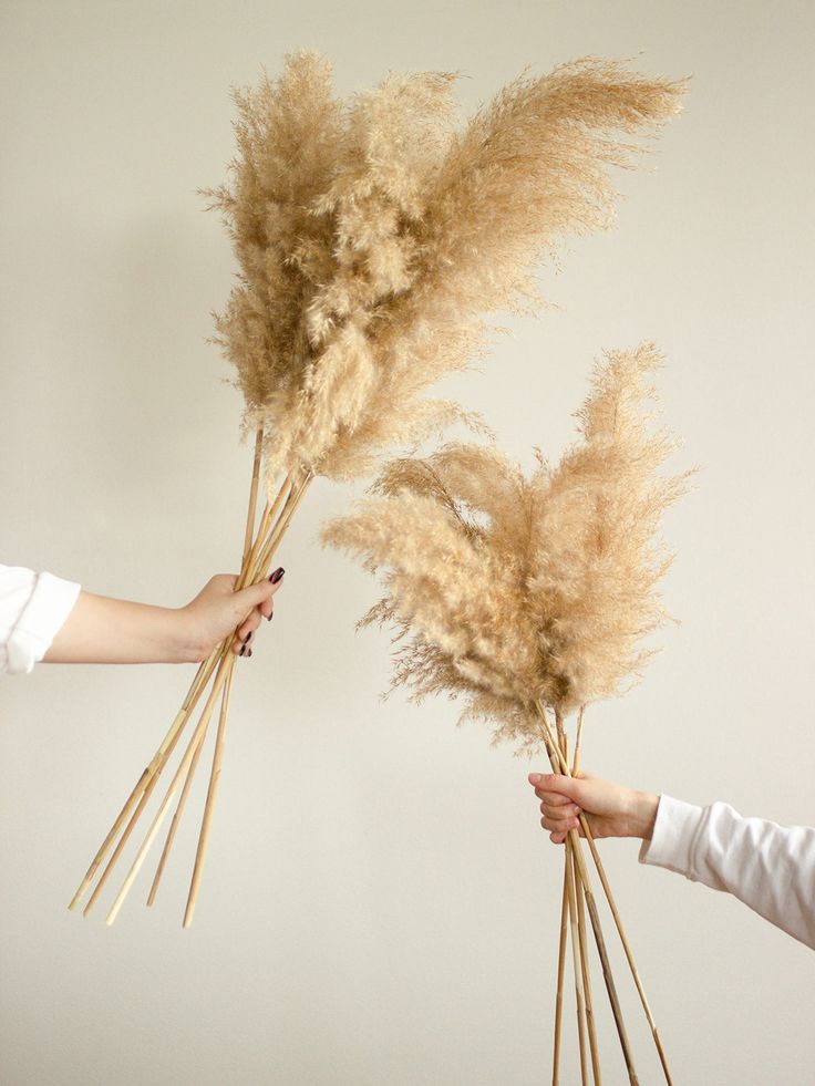 Dried Pampas Grass bundel