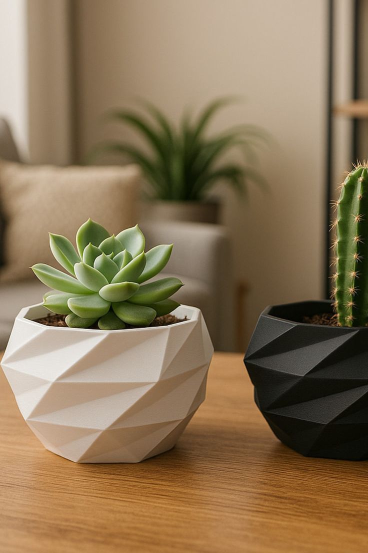 Mini Succulent Plants